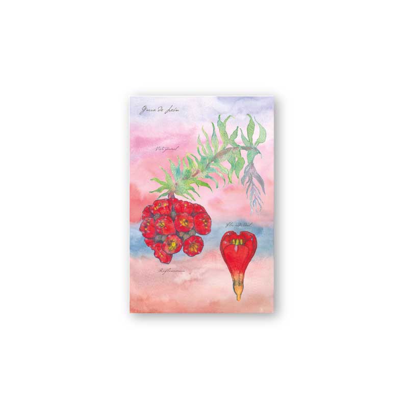 postal print flores chilenas flora nativa flor cactus naturaleza acuarela