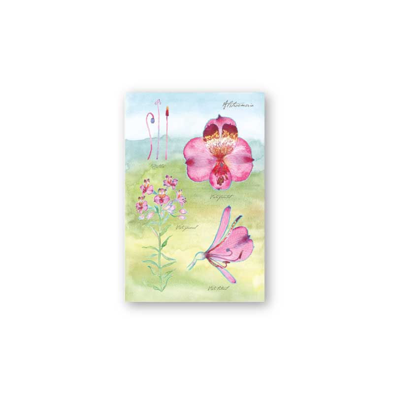 postal print flores chilenas flora nativa flor cactus naturaleza acuarela