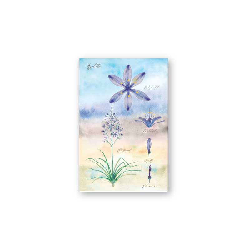 postal print flores chilenas flora nativa flor cactus naturaleza acuarela