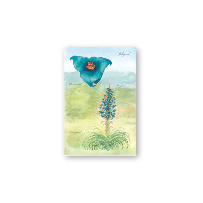 postal print flores chilenas flora nativa flor cactus naturaleza acuarela