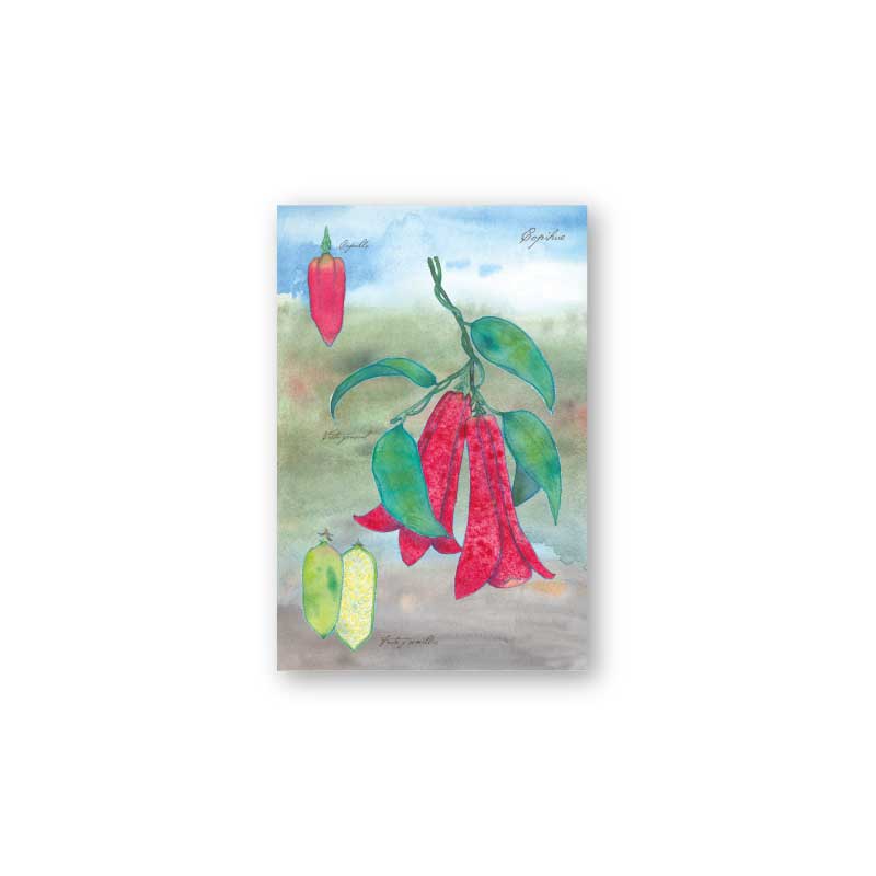 postal print flores chilenas flora nativa flor cactus naturaleza acuarela