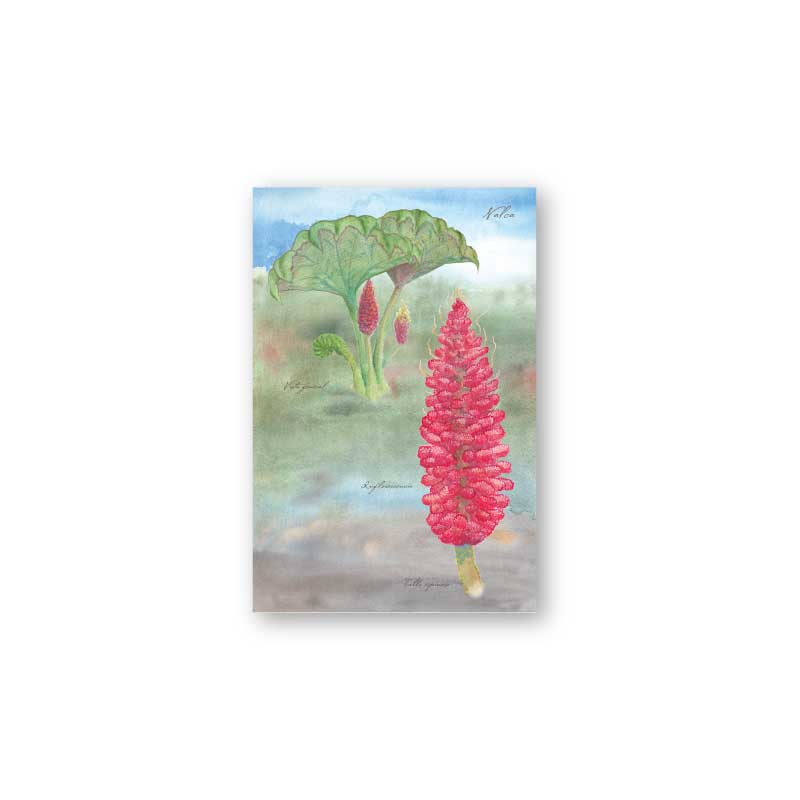 postal print flores chilenas flora nativa flor cactus naturaleza acuarela