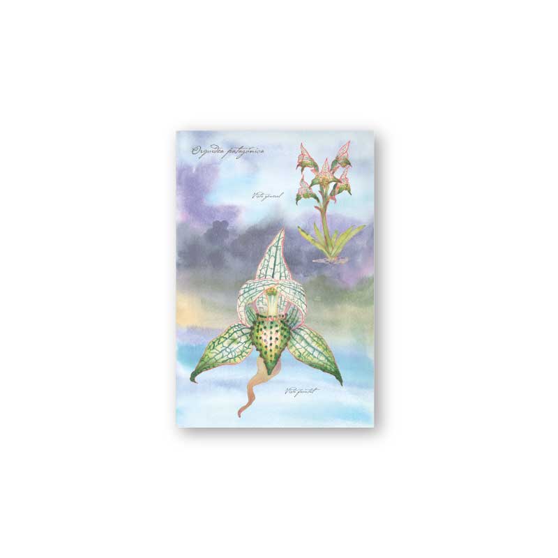 postal print flores chilenas flora nativa flor cactus naturaleza acuarela