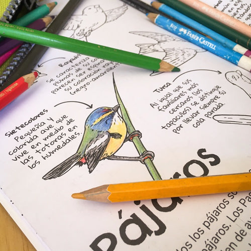 libro de actividades para colorear y jugar filogenia pájaros animales fauna chilena