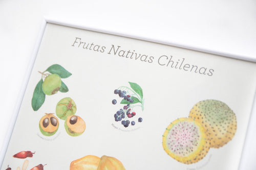 afiche frutas nativas chilenas poster lámina decoración 30x40 chirimoya papaya lucuma piñón maqui murta