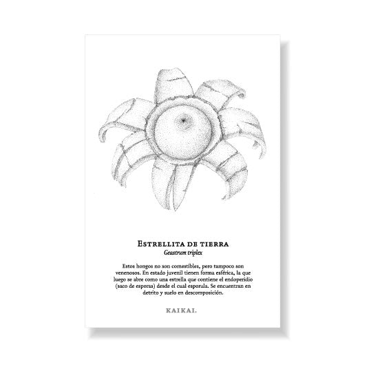 postal funga nativa hongo micelio callampa fungi hongos chilenos nativos cola de pavo digüeñe Estrellita de tierra changle morilla micena roja naturaleza chile flora fauna y funga