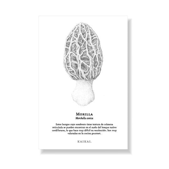 postal funga nativa hongo micelio callampa fungi hongos chilenos nativos cola de pavo digüeñe Estrellita de tierra changle morilla micena roja naturaleza chile flora fauna y funga