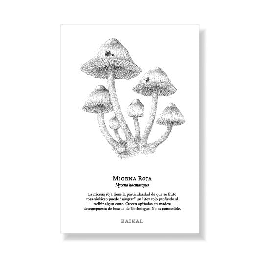 postal funga nativa hongo micelio callampa fungi hongos chilenos nativos cola de pavo digüeñe Estrellita de tierra changle morilla micena roja naturaleza chile flora fauna y funga