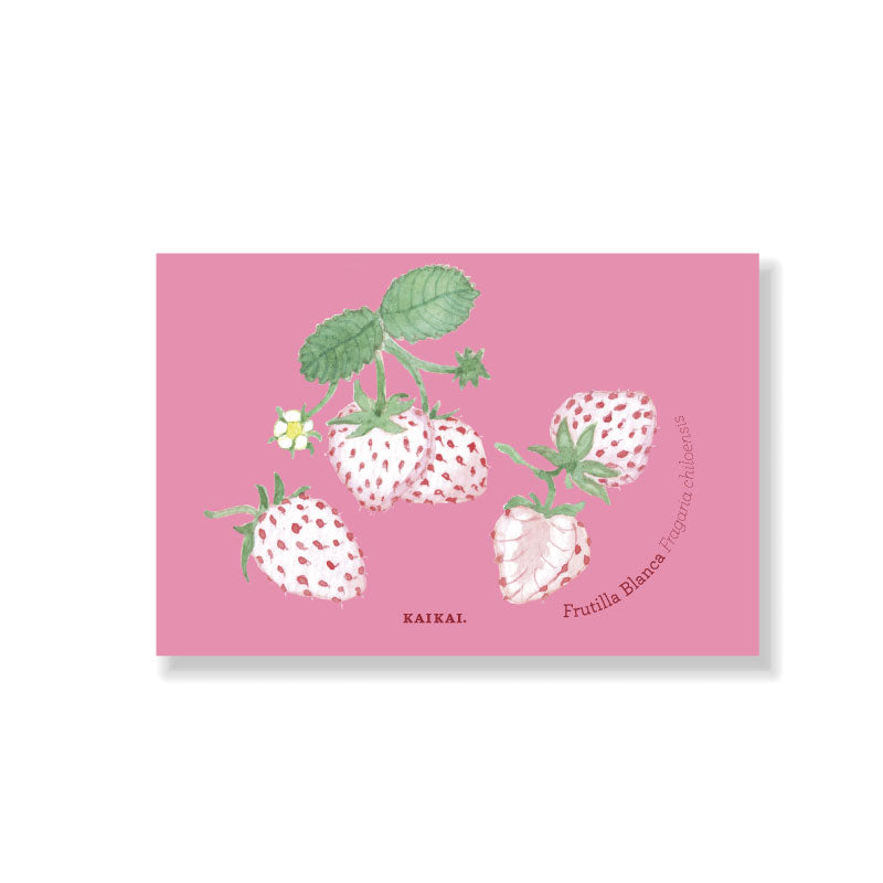 postal fruta nativa chilena chirimoya papaya maqui frutilla piñón ilustración botánica frutos fruta decoración