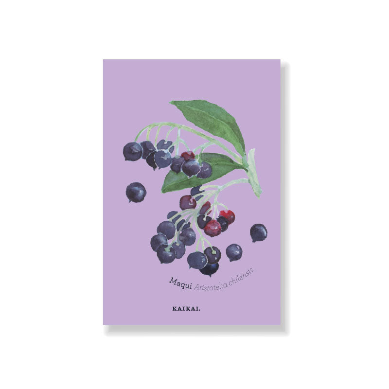 postal fruta nativa chilena chirimoya papaya maqui frutilla piñón ilustración botánica frutos fruta decoración