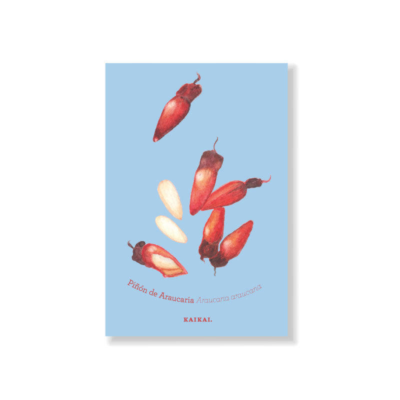 postal fruta nativa chilena chirimoya papaya maqui frutilla piñón ilustración botánica frutos fruta decoración