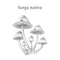 Funga Nativa