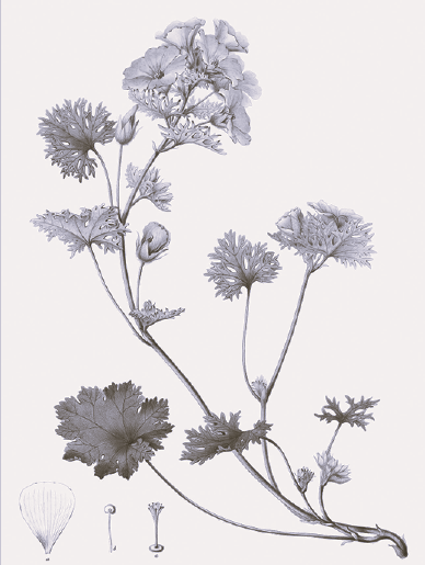 Banner image for: <h2>Flora y Funga Chilena</h2>
