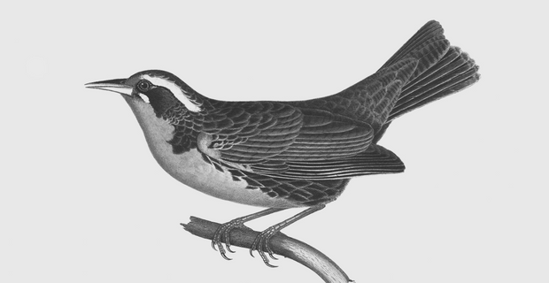Banner image for: <h2>Fauna Chilena</h2>