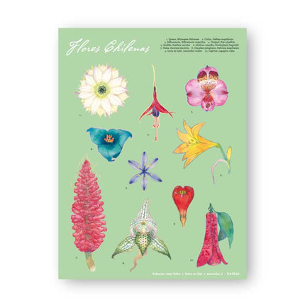 afiche poster cartel pasquín decoración flores flora nativa flor chilena añañuca chilco copihue chagual quisco nalca azulillo astromelia orquidea garra de león verde naturaleza natural plantas
