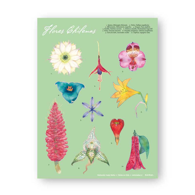 afiche poster cartel pasquín decoración flores flora nativa flor chilena añañuca chilco copihue chagual quisco nalca azulillo astromelia orquidea garra de león verde naturaleza natural plantas