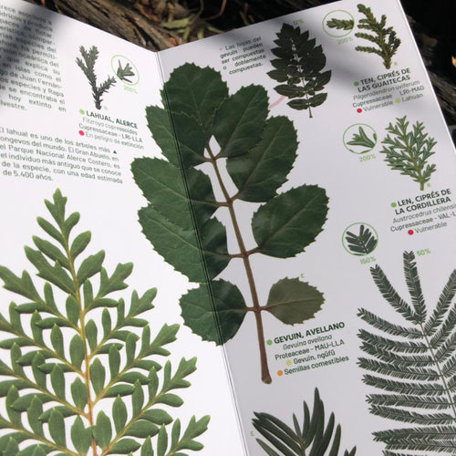 atlas nativa hojas de arboles selva valdiviana bosque patagónico guia de campo 