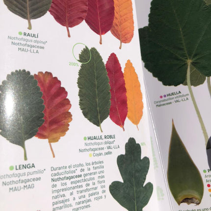 atlas nativa hojas de arboles selva valdiviana bosque patagónico guia de campo 