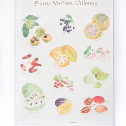 afiche frutas nativas chilenas poster lámina decoración 30x40 chirimoya papaya lucuma piñón maqui murta