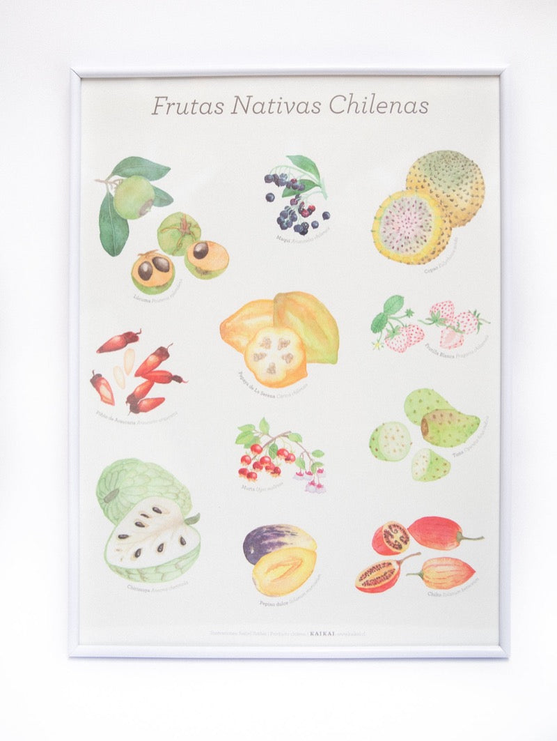 afiche frutas nativas chilenas poster lámina decoración 30x40 chirimoya papaya lucuma piñón maqui murta