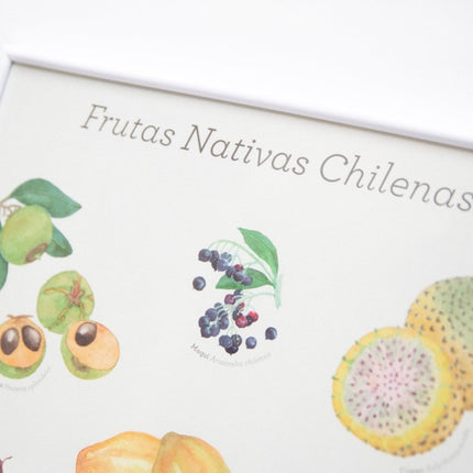 afiche frutas nativas chilenas poster lámina decoración 30x40 chirimoya papaya lucuma piñón maqui murta