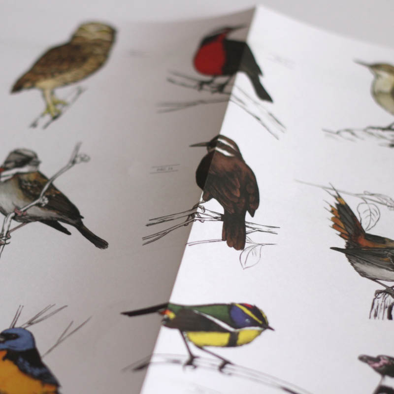 Pájaros chilenos para colorear 2