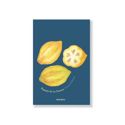 postal fruta nativa chilena chirimoya papaya maqui frutilla piñón ilustración botánica frutos fruta decoración